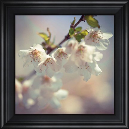 Framed Soft bloom II Print