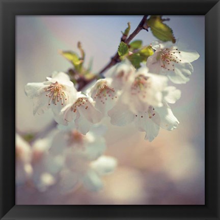 Framed Soft bloom II Print