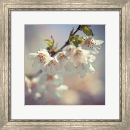Framed Soft bloom II Print