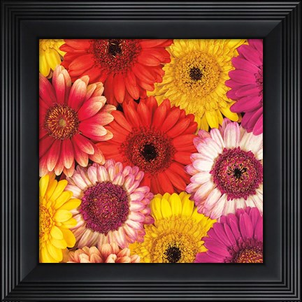 Framed Splash of Color II Print