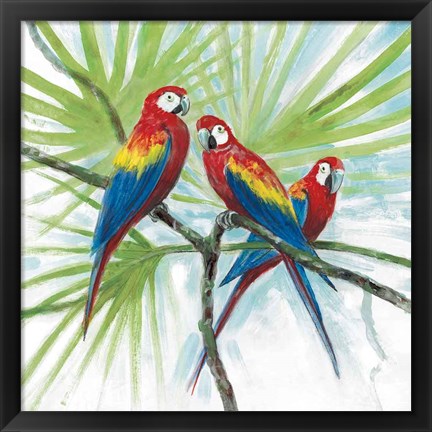 Framed Parrots Print