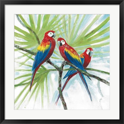 Framed Parrots Print