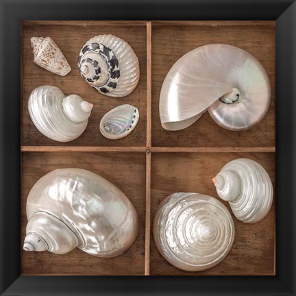 Framed Seashells Treasures I Print