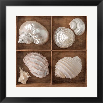 Framed Seashells Treasures II Print