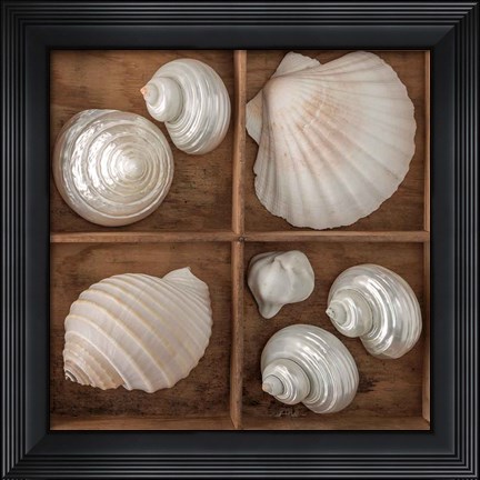 Framed Seashells Tresasures III Print