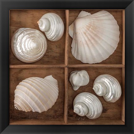 Framed Seashells Tresasures III Print