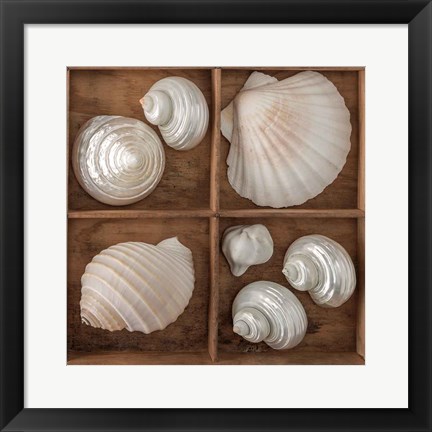 Framed Seashells Tresasures III Print