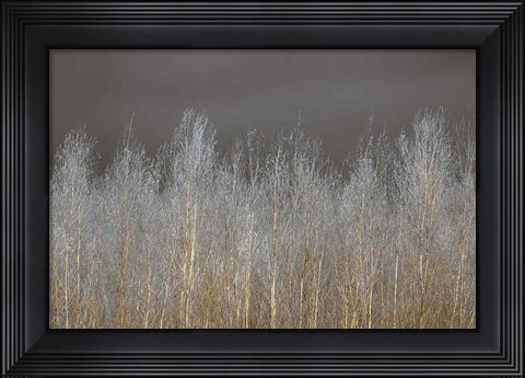 Framed Silver Forest Print
