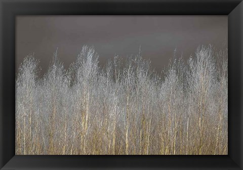 Framed Silver Forest Print