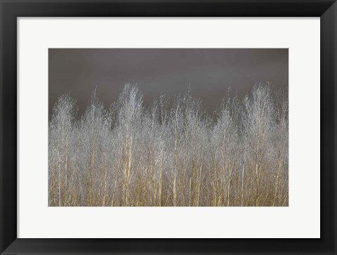 Framed Silver Forest Print