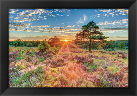 Framed Heathland Sunset Print