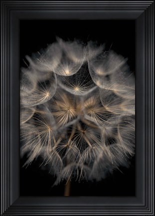 Framed Fragile Beauty Print
