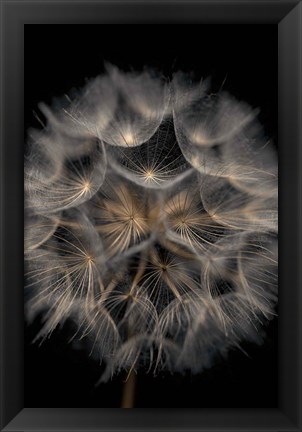 Framed Fragile Beauty Print