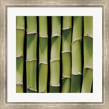 Framed Bamboo Lengths Print