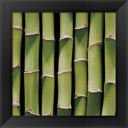 Framed Bamboo Lengths Print