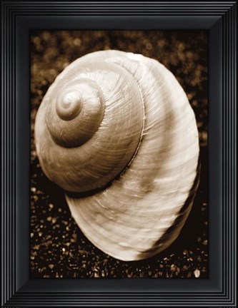 Framed Sea Gallery II Print