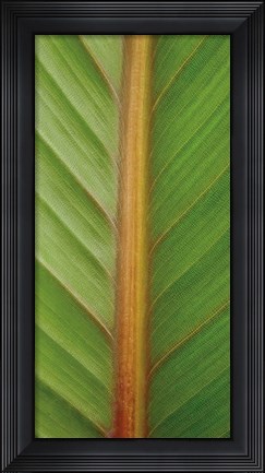Framed Verdant Trio II Print