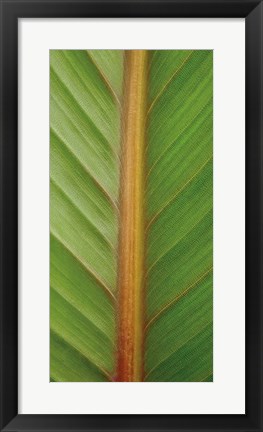 Framed Verdant Trio II Print