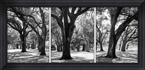 Framed Oak Tree Study Print