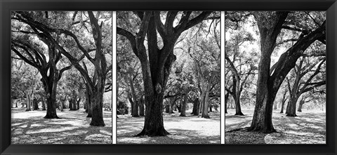 Framed Oak Tree Study Print