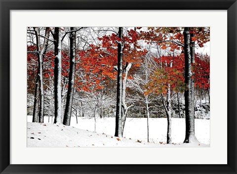 Framed SnowFall Print