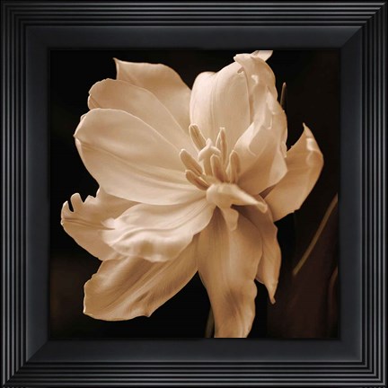 Framed Timeless Grace II Print