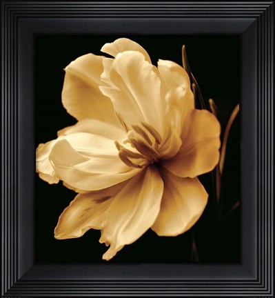 Framed Timeless Grace III Print
