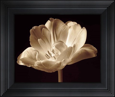Framed Champagne Tulip III Print