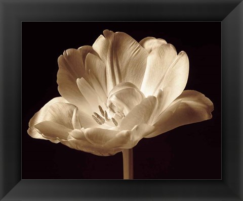 Framed Champagne Tulip III Print