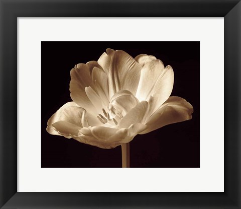 Framed Champagne Tulip III Print