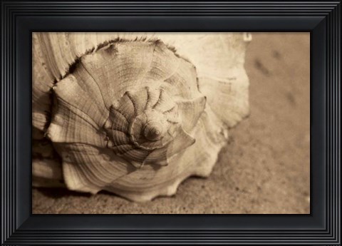 Framed Conch Print