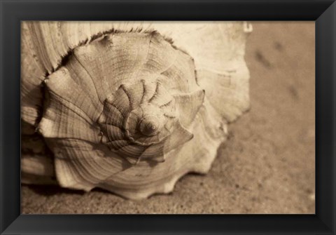 Framed Conch Print