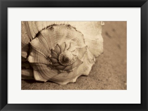 Framed Conch Print