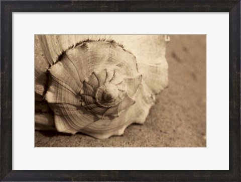 Framed Conch Print
