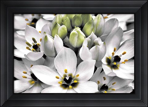 Framed Blooming Stars Print