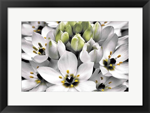 Framed Blooming Stars Print