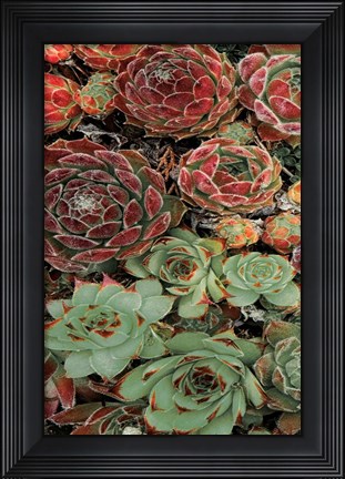 Framed Succulent Collection I Print