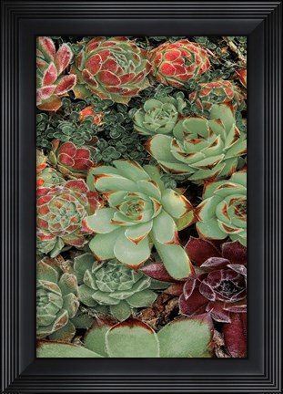 Framed Succulent Collection II Print