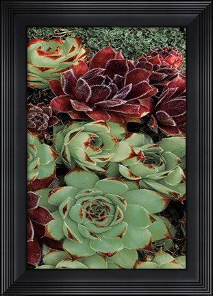Framed Succulent Collection III Print