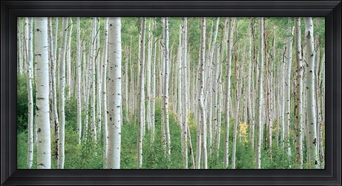 Framed Early Autumn Aspens Print