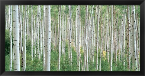 Framed Early Autumn Aspens Print