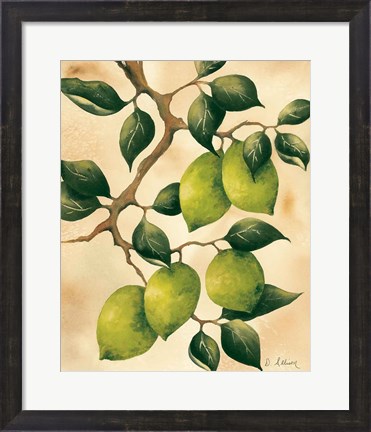 Framed Italian Harvest - Limes Print