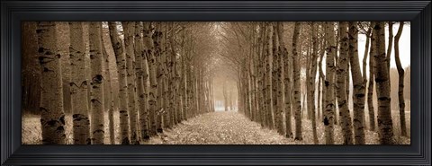 Framed Shimmering Forest Print