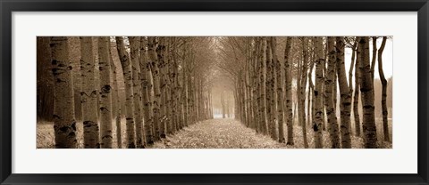 Framed Shimmering Forest Print