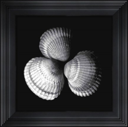 Framed Shell Collection I Print