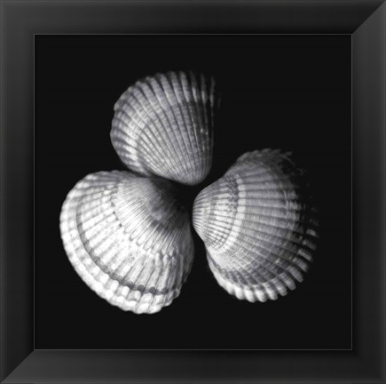 Framed Shell Collection I Print