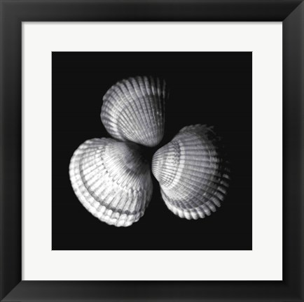 Framed Shell Collection I Print