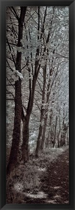 Framed Walk To Remember I Print