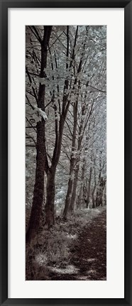 Framed Walk To Remember I Print