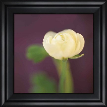 Framed Ivory on Aubergine Print